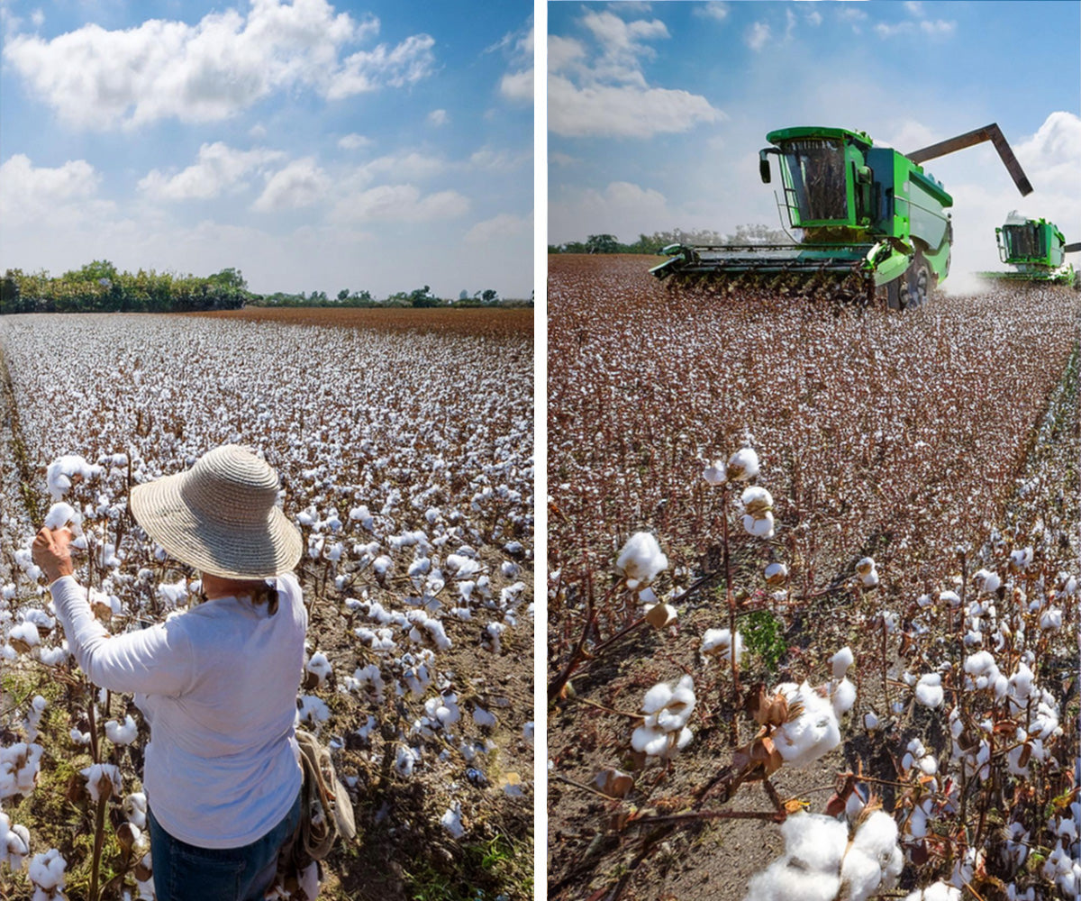 organic cotton is the best choice for our environment because it uses less water, no pesticides, lower emission, no chemicals, and better conditions for the farmers.